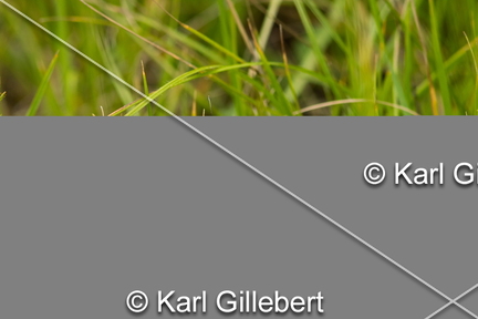 karl-gillebert-demi-deuil-Melanargia-galathea-1460
