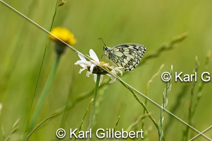 karl-gillebert-demi-deuil-Melanargia-galathea-1543