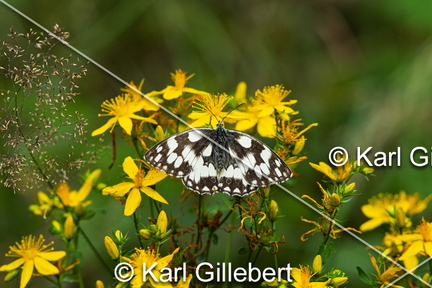 karl-gillebert-demi-deuil-Melanargia-galathea-2000