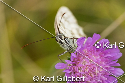 karl-gillebert-demi-deuil-Melanargia-galathea-2090