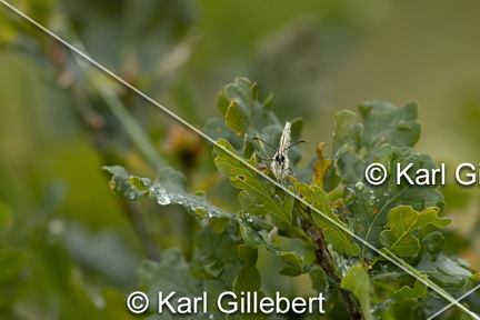 karl-gillebert-demi-deuil-Melanargia-galathea-3134
