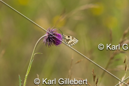 karl-gillebert-demi-deuil-Melanargia-galathea-3297