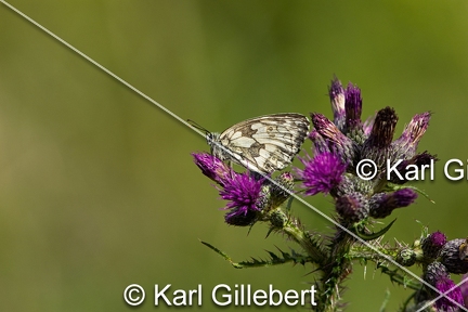 karl-gillebert-demi-deuil-Melanargia-galathea-5601