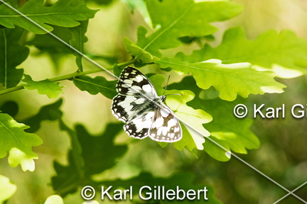 karl-gillebert-demi-deuil-Melanargia-galathea-5829