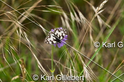 karl-gillebert-demi-deuil-Melanargia-galathea-6042