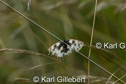 karl-gillebert-demi-deuil-Melanargia-galathea-6616