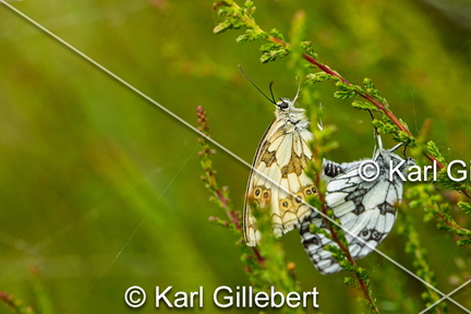 karl-gillebert-demi-deuil-Melanargia-galathea-6830