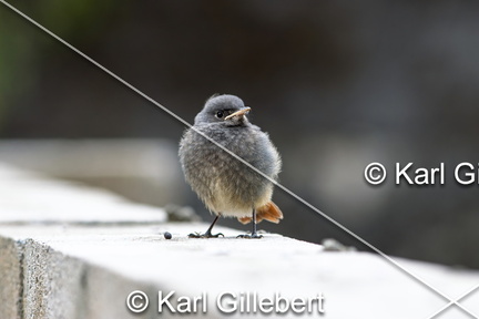 karl-gillebert-Rougequeue-noir-Phoenicurus-ochruros-6443-DeNoiseAI-clear