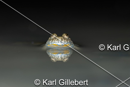 karl-gillebert-sonneur-a-ventre-jaune-Bombina-variegata-6154-DeNoiseAI-clear