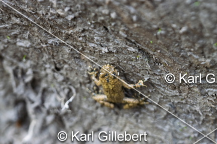 karl-gillebert-sonneur-a-ventre-jaune-Bombina-variegata-7418-DeNoiseAI-clear