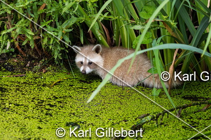 karl-gillebert-Raton-laveur-commun-Procyon-lotor-7771