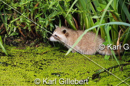 karl-gillebert-Raton-laveur-commun-Procyon-lotor-7782