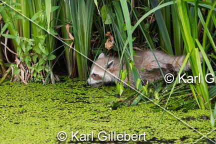 karl-gillebert-Raton-laveur-commun-Procyon-lotor-7789