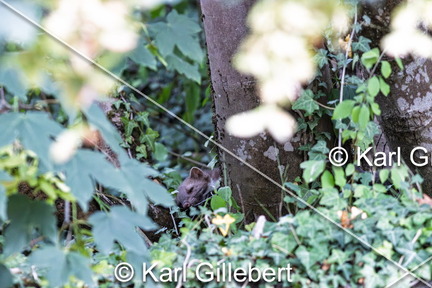 karl-gillebert-Fouine-Martes-foina -8061