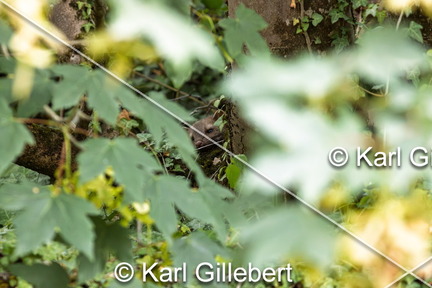 karl-gillebert-Fouine-Martes-foina -7950