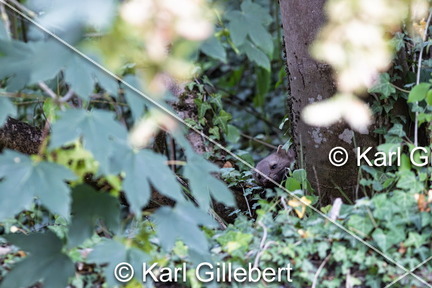 karl-gillebert-Fouine-Martes-foina -8028