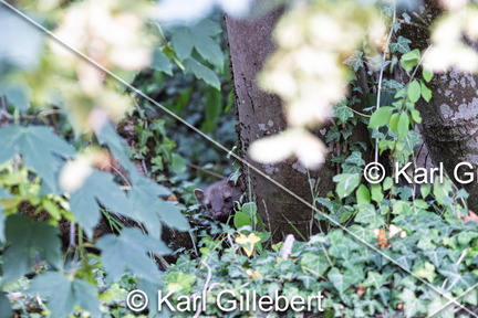 karl-gillebert-Fouine-Martes-foina -8044