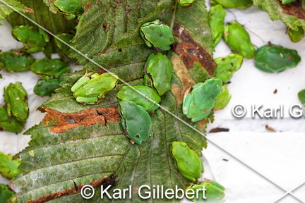 karl-gillebert--Rainette-verte-Hyla-arborea-9336-DeNoiseAI-clear