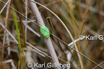 karl-gillebert--Rainette-verte-Hyla-arborea-9341-DeNoiseAI-clear