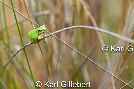karl-gillebert--Rainette-verte-Hyla-arborea-9344-DeNoiseAI-clear