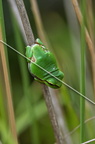 karl-gillebert--Rainette-verte-Hyla-arborea-9353-DeNoiseAI-clear