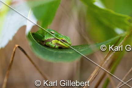 karl-gillebert--Rainette-verte-Hyla-arborea-9354-DeNoiseAI-clear