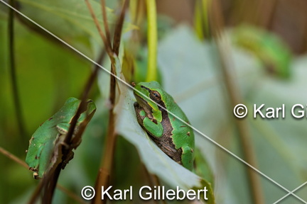 karl-gillebert--Rainette-verte-Hyla-arborea-9358-DeNoiseAI-clear