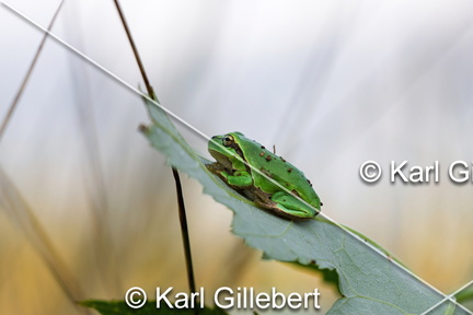karl-gillebert--Rainette-verte-Hyla-arborea-9366-DeNoiseAI-clear