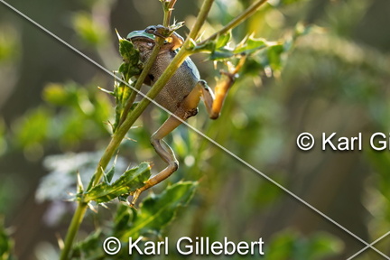 karl-gillebert--Rainette-verte-Hyla-arborea-9373-DeNoiseAI-clear