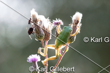 karl-gillebert--Rainette-verte-Hyla-arborea-9377-DeNoiseAI-clear