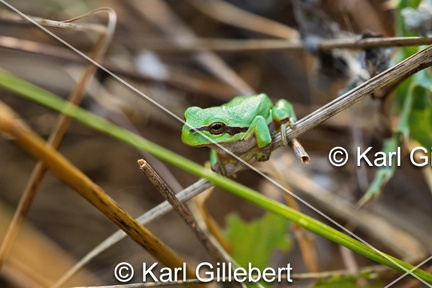 karl-gillebert--Rainette-verte-Hyla-arborea-9395-DeNoiseAI-clear