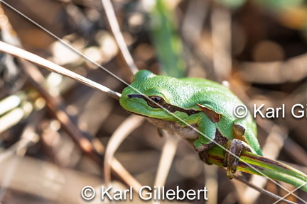 karl-gillebert--Rainette-verte-Hyla-arborea-9410-DeNoiseAI-clear