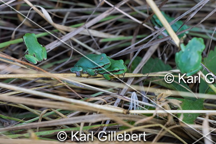karl-gillebert--Rainette-verte-Hyla-arborea-9412-DeNoiseAI-clear