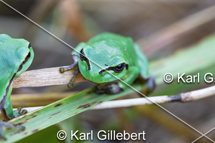 karl-gillebert--Rainette-verte-Hyla-arborea-9415-DeNoiseAI-clear