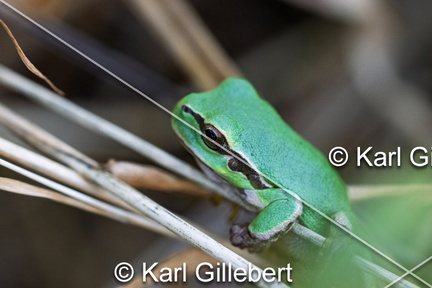 karl-gillebert--Rainette-verte-Hyla-arborea-9422-DeNoiseAI-clear