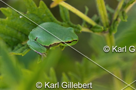 karl-gillebert--Rainette-verte-Hyla-arborea-9426-DeNoiseAI-clear