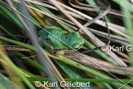 karl-gillebert--Rainette-verte-Hyla-arborea-9435-DeNoiseAI-clear