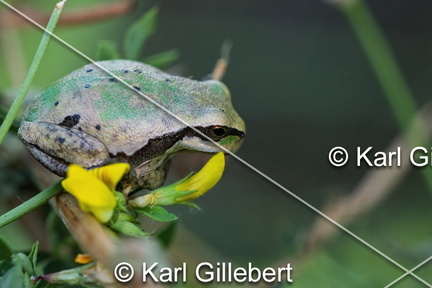 karl-gillebert--Rainette-verte-Hyla-arborea-9442-DeNoiseAI-clear