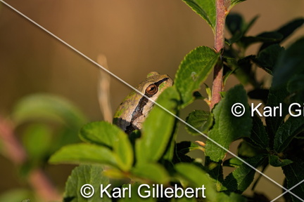 karl-gillebert--Rainette-verte-Hyla-arborea-9451-DeNoiseAI-clear
