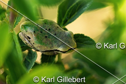 karl-gillebert--Rainette-verte-Hyla-arborea-9464-DeNoiseAI-clear