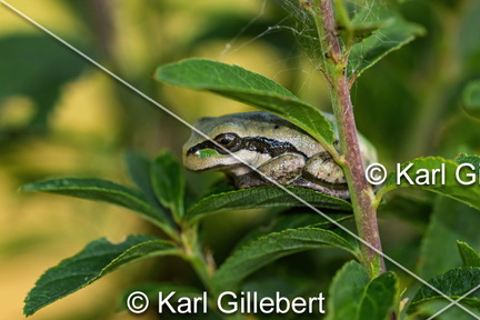 karl-gillebert--Rainette-verte-Hyla-arborea-9468-DeNoiseAI-clear