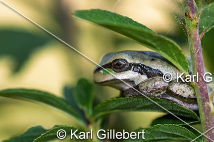 karl-gillebert--Rainette-verte-Hyla-arborea-9470-DeNoiseAI-clear