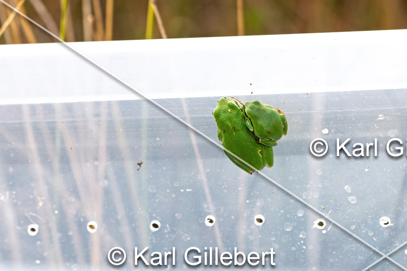 karl-gillebert--Rainette-verte-Hyla-arborea-9308-DeNoiseAI-clear.jpg
