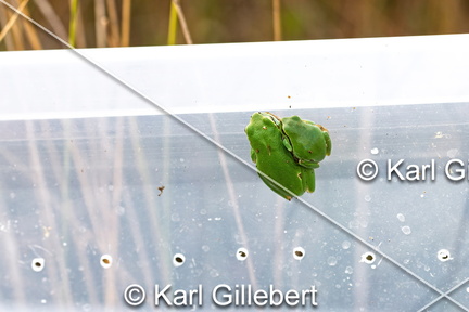 karl-gillebert--Rainette-verte-Hyla-arborea-9308-DeNoiseAI-clear