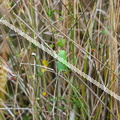 karl-gillebert--Rainette-verte-Hyla-arborea-9318-DeNoiseAI-clear