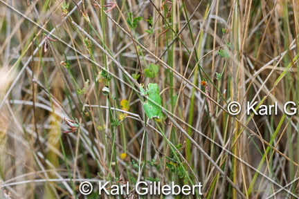 karl-gillebert--Rainette-verte-Hyla-arborea-9318-DeNoiseAI-clear