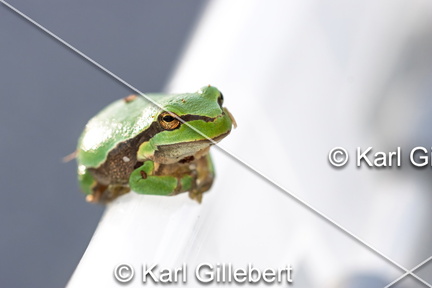 karl-gillebert--Rainette-verte-Hyla-arborea-9329-DeNoiseAI-clear