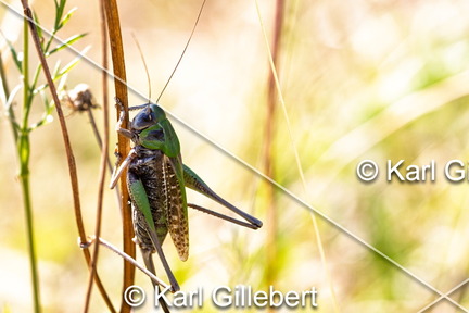 karl-gillebert-Dectique-verrucivore-Decticus-verrucivorus-9667