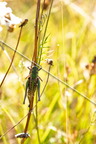 karl-gillebert-Dectique-verrucivore-Decticus-verrucivorus-9680