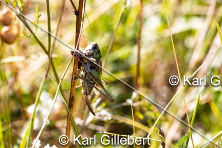 karl-gillebert-Dectique-verrucivore-Decticus-verrucivorus-9652